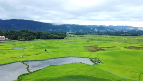 aerial view shot of paddy field in arunachal pradesh