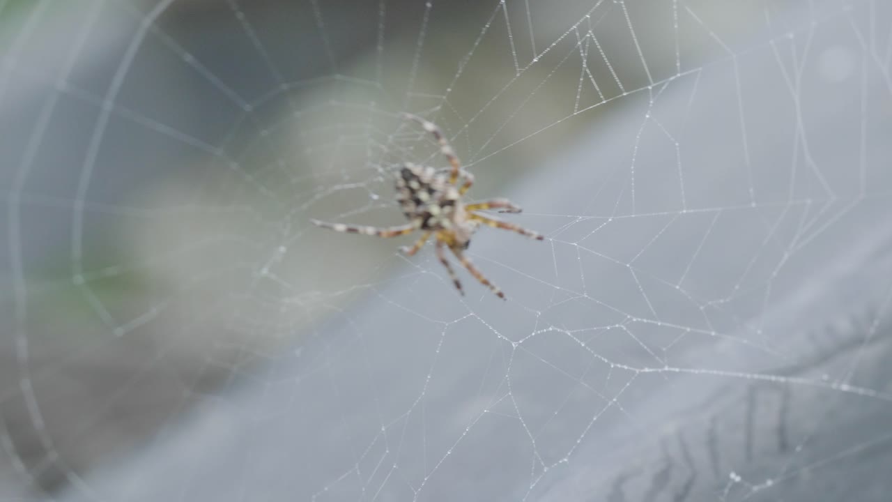 araña en su telaraña