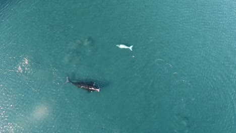 Southern-Right-Whales-mother-and-calf-albino,-aerial-birdeye-spinning