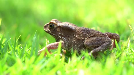 una foto de cerca de un sapo común asiático invasor, duttaphrynus melanostictus emitiendo gritos guturales profundos, el saco de la garganta inflándose y desinflándose rítmicamente, llamando a un compañero en lo alto de la exuberante hierba verde