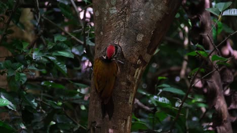 male individual seen from its back while digging in for some food, common flameback dinopium javanense female, thailand