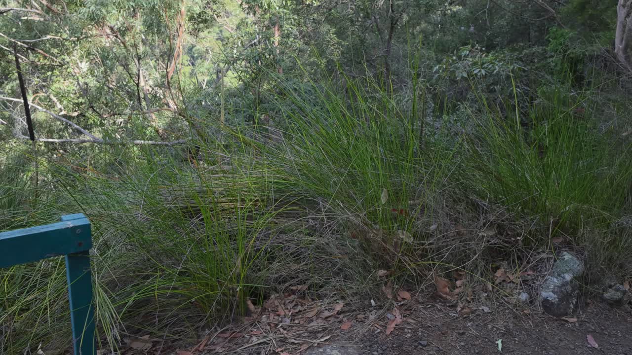 camino que conduce al mirador de yangahla en la selva tropical