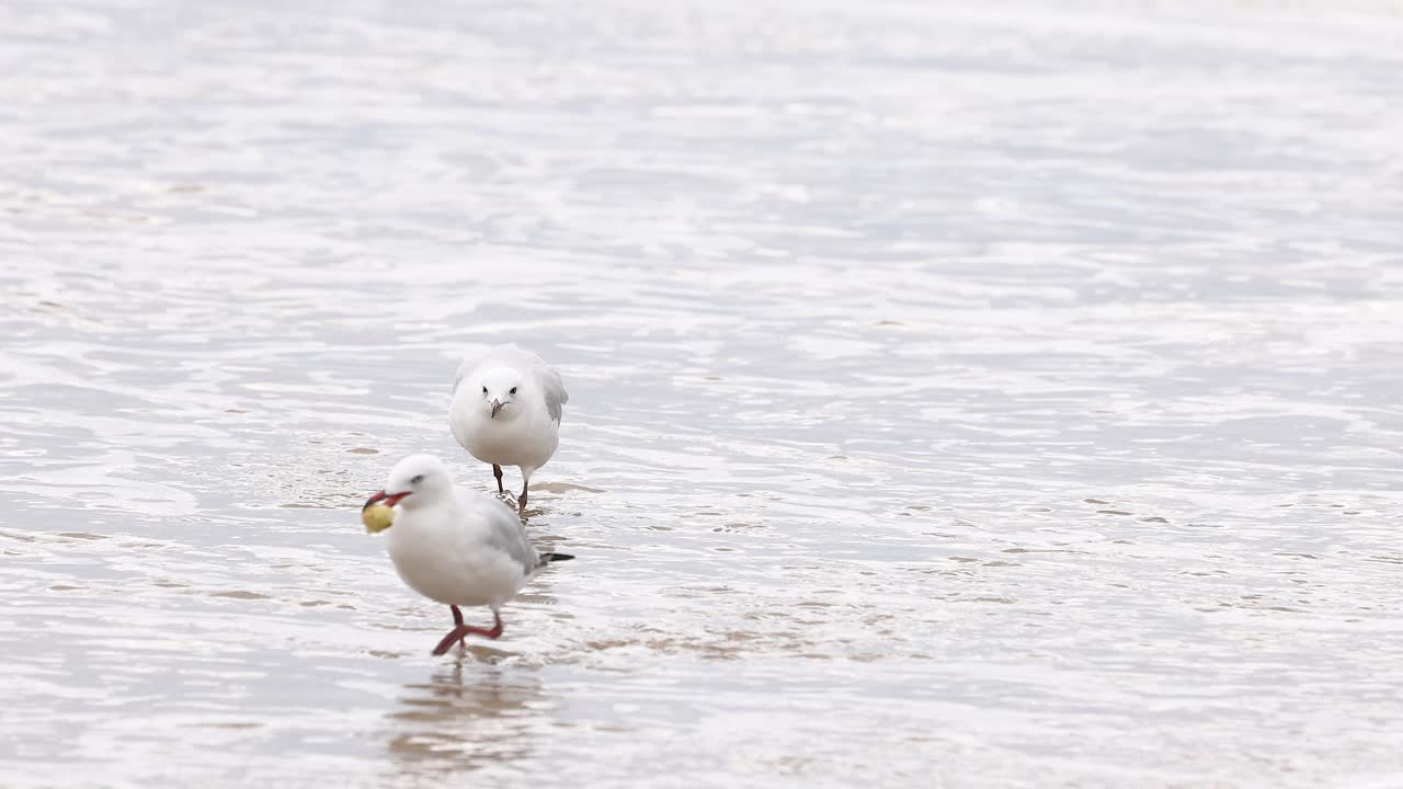 Two red-billed gulls walk along the shoreline, interacting playfully. Overcast lighting creates a serene coastal atmosphere