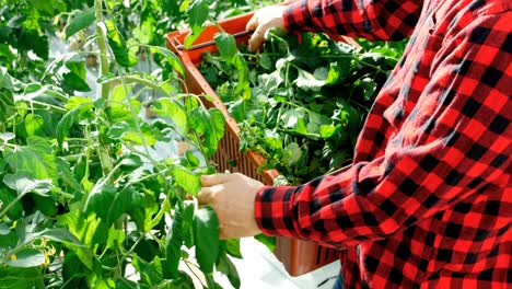 Man--plucking-leaves-from-plant-4k