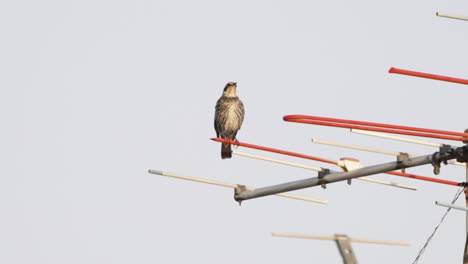 Düsterer-Drosselvogel-Auf-Einer-Antenne,-Der-Sich-Umschaut-Und-Dann-Wegfliegt