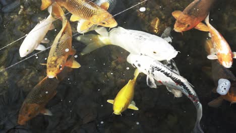 peces nadando en el jardin japones