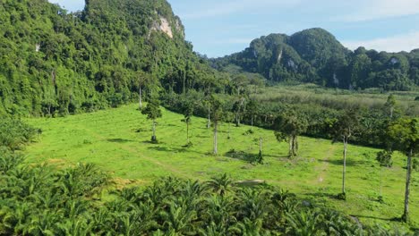 Deforestación-Para-La-Producción-De-Palma-Aceitera,-Industria-De-La-Palma-Aceitera,-Destrucción-De-Bosques-Naturales,-Desarrollo-De-Tierras-Que-Matan-La-Biodiversidad