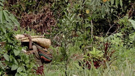 indigenous woman carrying a rug in a jungle - papua