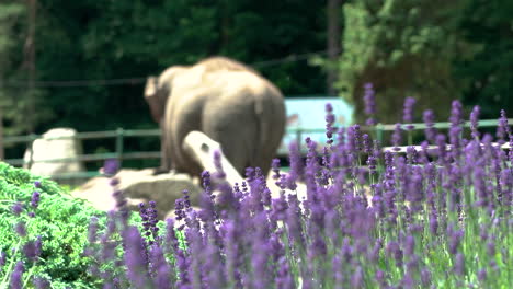 close up of blooming lavender flower and elephant in background during sunny day