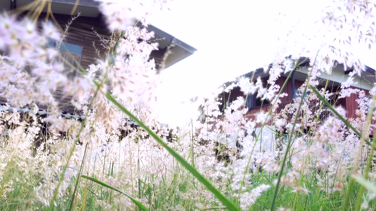 아름다운 야생 잔디 꽃이 바람에 의해 불어 더 따뜻한 음색 바람 여름 은 날