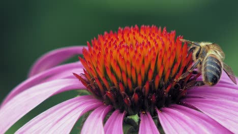 honey bee collects pollen from a purple and orange cone flower