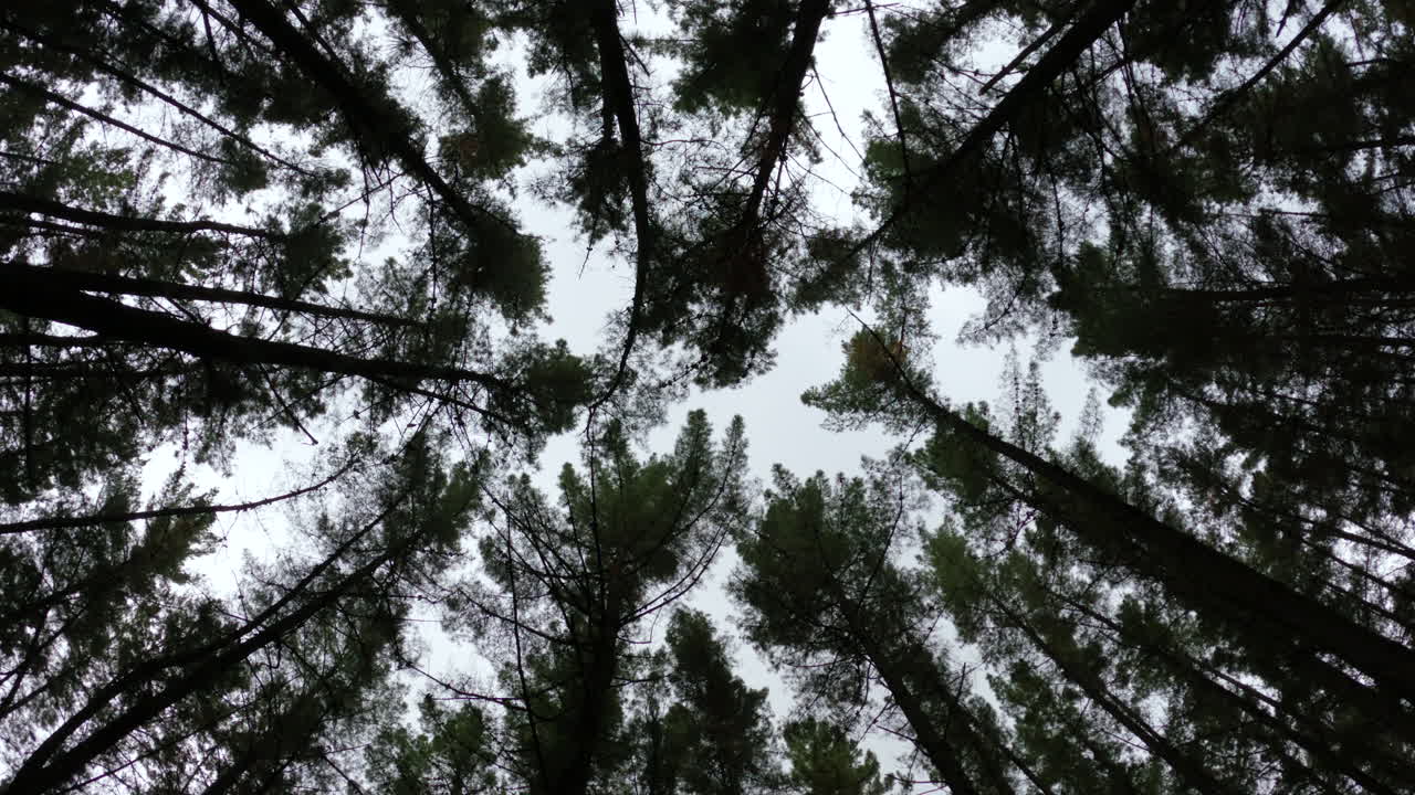 Treetops in a dark dense forest outside Marbella, Spain