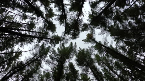 treetops in a dark dense forest outside marbella, spain