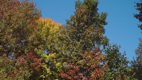 Ein-Schwenk-Der-Bunten-Blätter-Des-Frühen-Herbstes-Mit-Einem-Klaren-Blauen-Himmel-In-Neuengland