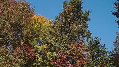 a panning shot of early autumn colorful leaves with a clear blue sky in new england