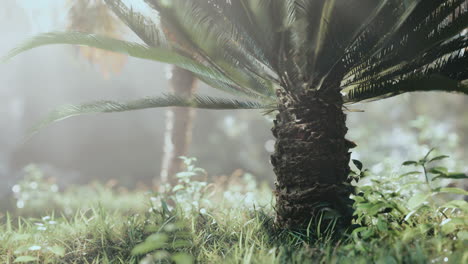 tropical garden with palm trees in sun rays