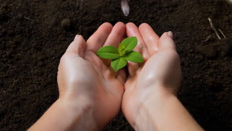 hands nurturing a small green plant sprout in soil