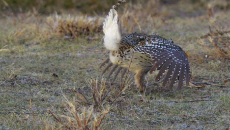 lone male sharptail grouse on prairie lek performs cute mating dance