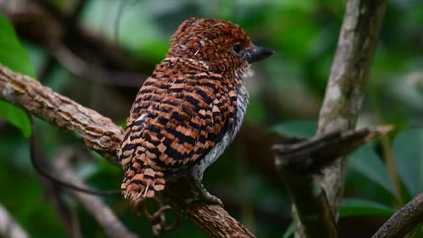 un martín pescador de árboles y una de las aves más hermosas que se encuentran en tailandia dentro de las selvas tropicales