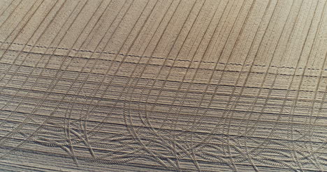 aérea fresca cultivada campo agrícola producción de alimentos libres de transgénicos