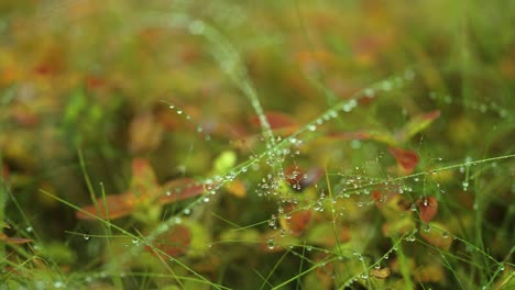 dewdrops hang as tiny jewels on the slender stems of grass