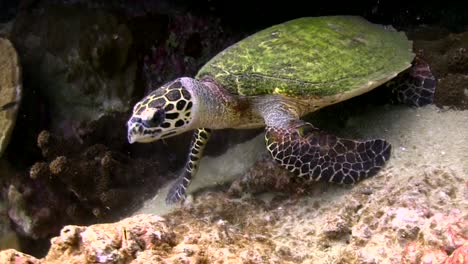 Hawksbill-turtle-6