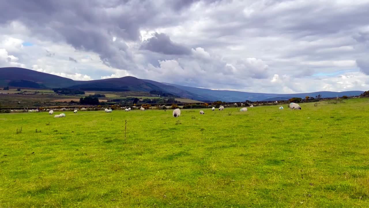 Campo verde com ovelhas em Wicklow, Irlanda.