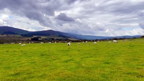 green field with sheep in wicklow ireland