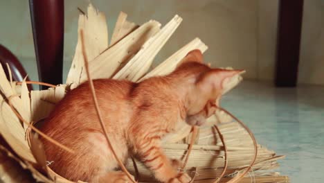 tiny ginger kitten having fun and playing inside a native woven hat