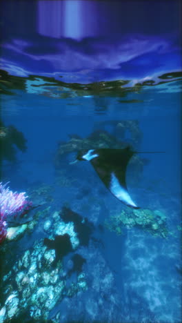 manta ray swimming through a coral reef