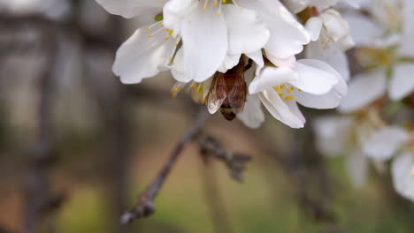 honey bee collects nectar from cherry blossoms and flies off