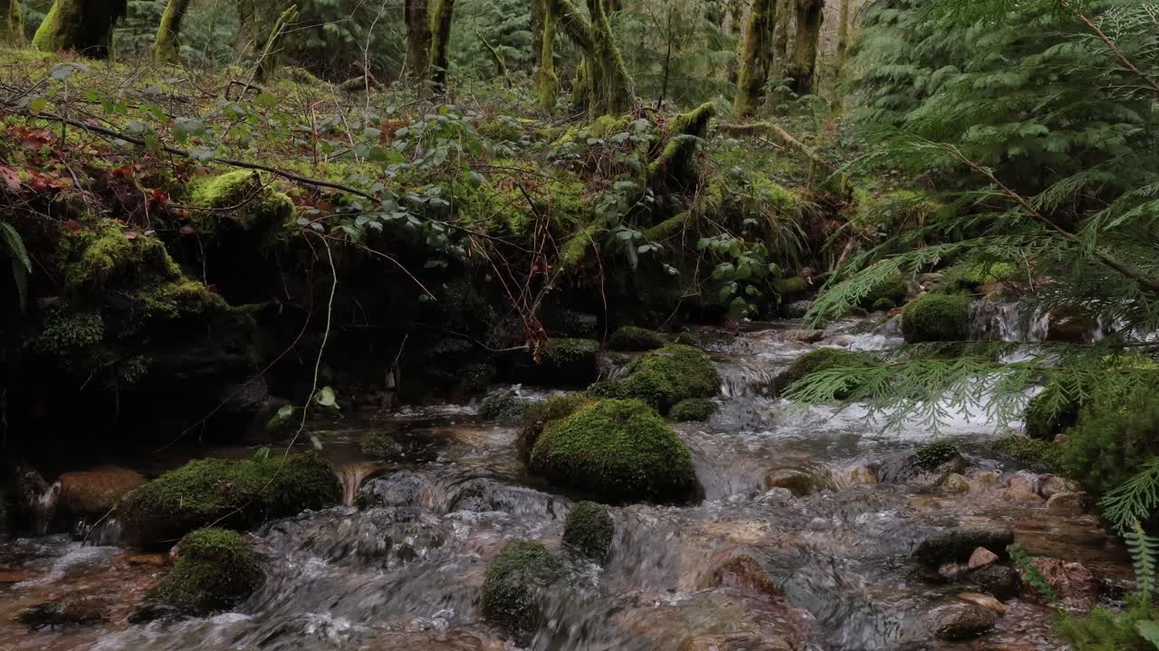 Sungai mengalir di tengah hutan tua. Slider bergerak ke kiri