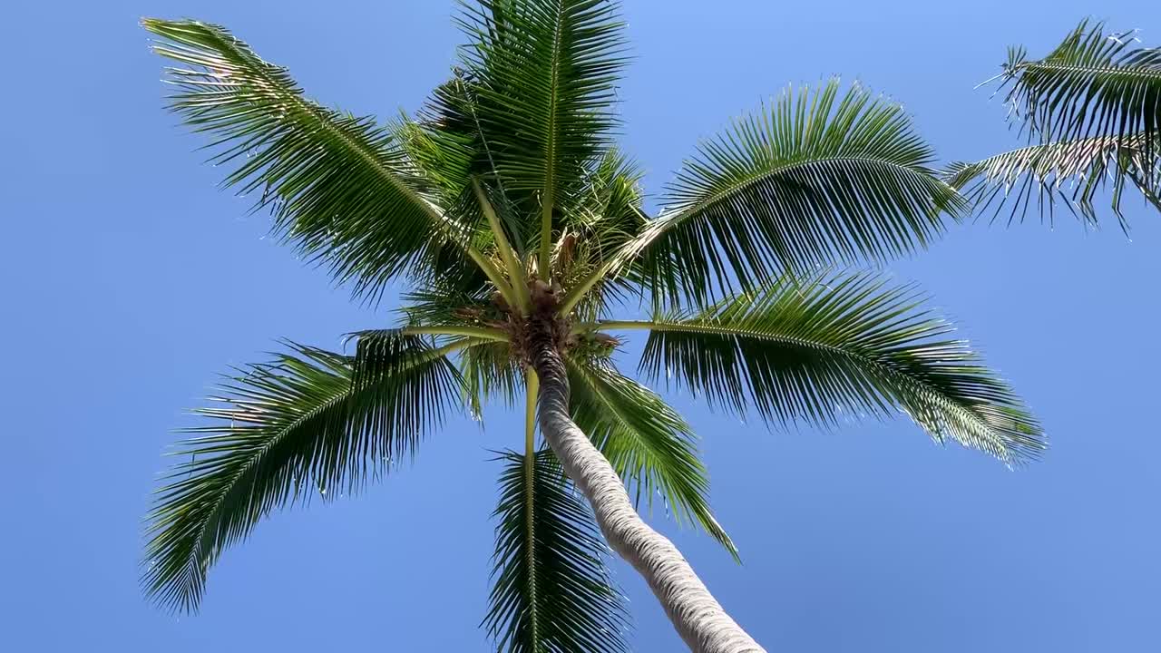 The view from under a palm tree as it is moving gently in the breeze with blue sky in the background.