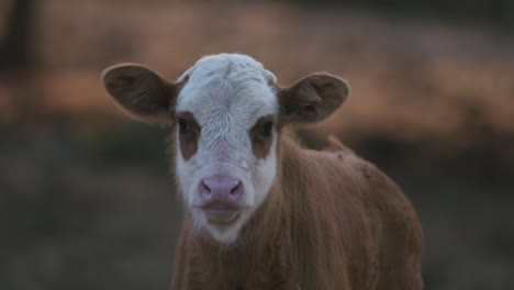 coming into focus shot of a brown spotted cow staring at the camera in ramat hagolan