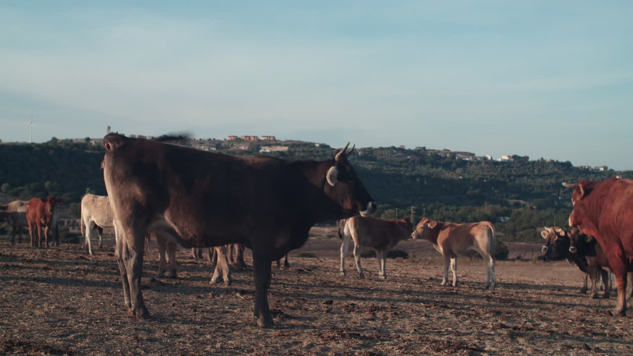 Un singolo toro con le corna che guarda la fotocamera, vicino alla mandria al pascolo in un terreno agricolo nella campagna rurale al tramonto, Sardegna, Chiaramonti, ritratto statico.