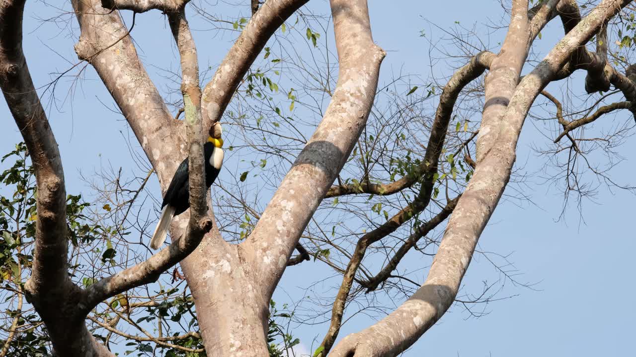 Birds flying by a tree where a male Wreathed Hornbill Rhyticeros undulatus is perching on a tree inside a national park in Thailand.