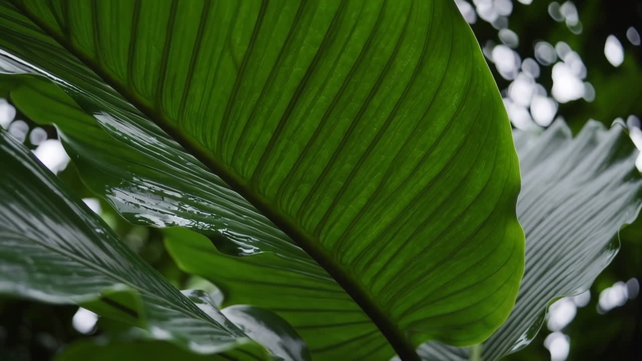 Close-up of a vibrant tropical leaf
