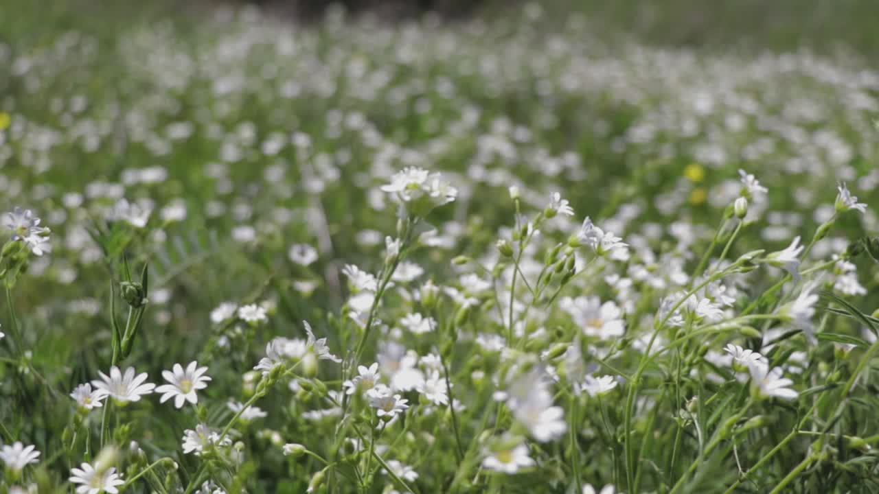 Flowers blowing on the wind. Field filled with white flowers in blossom