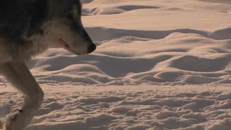 Un-Lobo-Merodea-En-La-Nieve-Con-Su-Manada