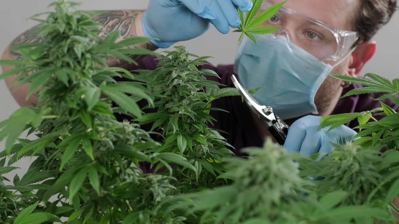 대마초 재배: 의학에 사용하기 위한 대마초 연구, 데이터 수집, 대마초 기름 연구, 마리화나 생산.