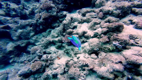 Pez-Loro-Nadando-Bajo-El-Mar-Rojo-En-Sharm-El-Sheikh,-Egipto