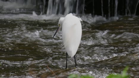 A-little-egret-looks-for-food-as-a-male-Eurasian-Wigeon-duck-swims-by