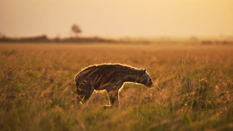 slow motion of african wildlife animal, hyena walking in beautiful golden sun light in the savanna plains under masai mara sunrise sky in amazing landscape scenery in orange sunlight, kenya, africa