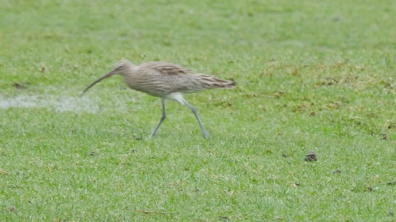 евразийский кроншнеп бежит по полю в северных пенатах графства дархэм