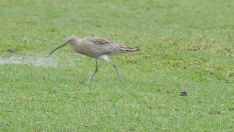 Eurasian-curlew-running-across-a-field-in-the-North-Pennines-County-Durham