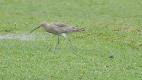 zarapito euroasiático corriendo por un campo en el condado de durham de los peninos del norte