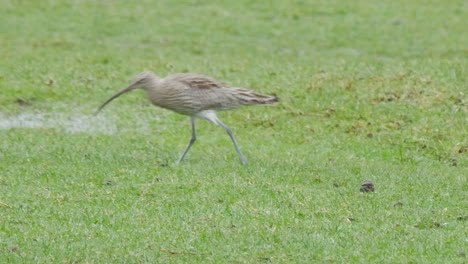 eurasian curlew running across a field in the north pennines county durham