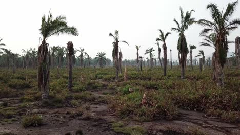 Low-angle-fly-over-dead-palm-trees-at-Penang,-Malaysia.