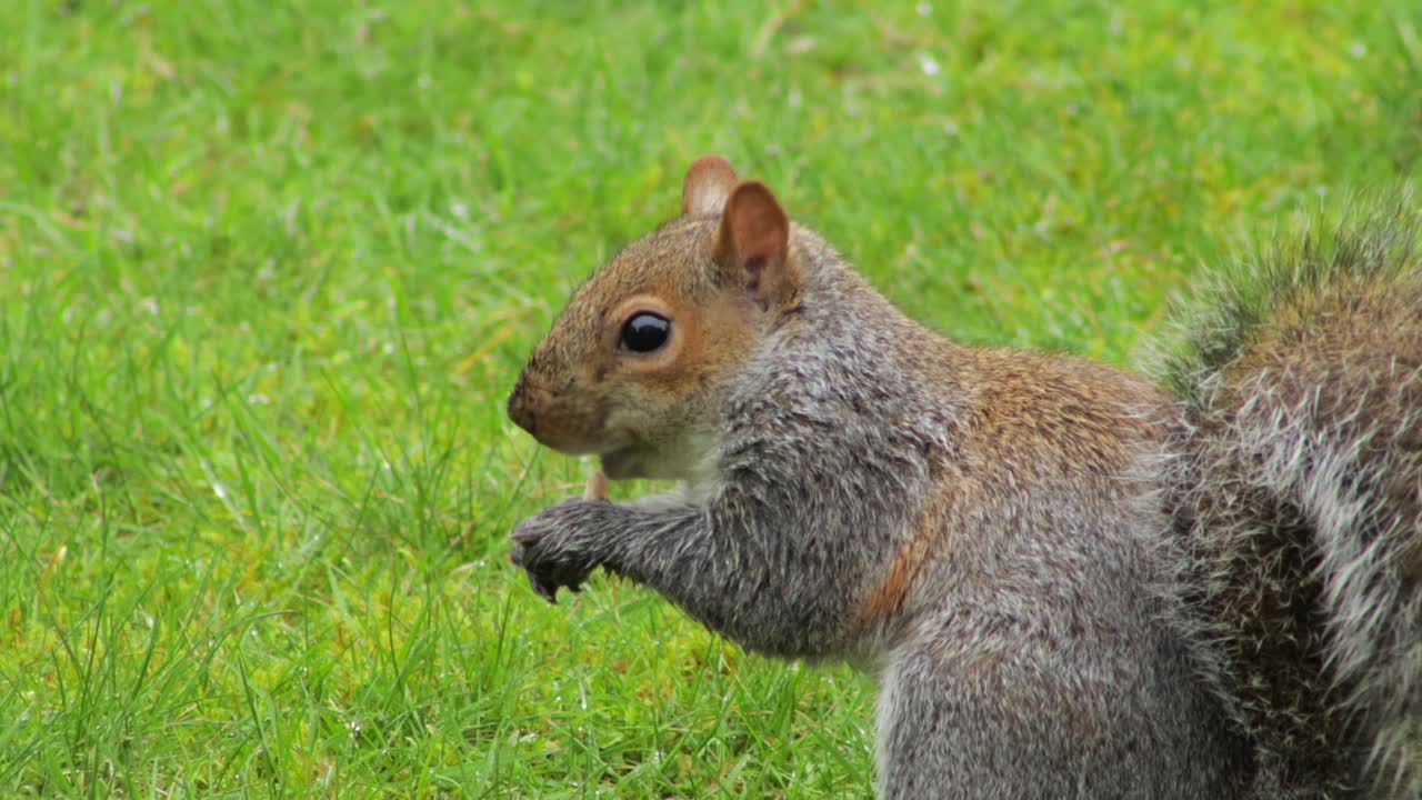 ardilla sobre hierba verde comiendo nuez