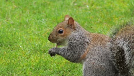 Ardilla-Sobre-Hierba-Verde-Comiendo-Nuez